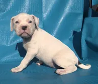 "MEGAN FOX" WHITE  BLUE PATCHES , a female American Bully and American Pit Bull Terrier for sale in Newark, NJ – Photo 4 of 7
