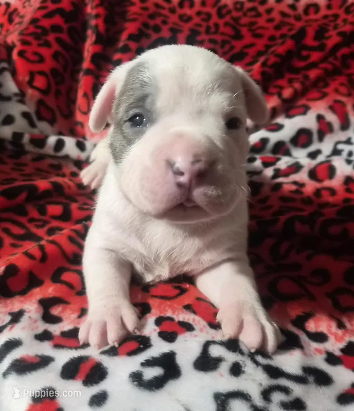 "BRAD PITT" WHITE  BLUE PATCHES 