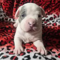"BRAD PITT" WHITE  BLUE PATCHES , a male American Bully and American Pit Bull Terrier for sale in Newark, NJ – Photo 1 of 10