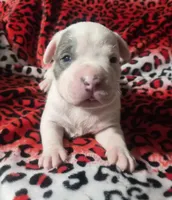 "BRAD PITT" WHITE  BLUE PATCHES , a male American Bully and American Pit Bull Terrier for sale in New York, NY – Photo 1 of 10