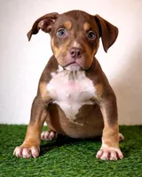 "CIARA" CHOC TRI COLOR, a female American Bully and American Pit Bull Terrier for sale in Newark, NJ – 1 of 5