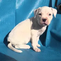 "MEGAN FOX" WHITE  BLUE PATCHES , a female American Bully and American Pit Bull Terrier for sale in Newark, NJ – Photo 3 of 7