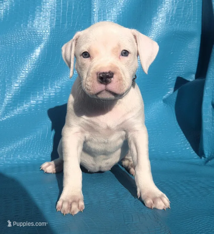 "MEGAN FOX" WHITE  BLUE PATCHES  – American Bully, American Pit Bull Terrier puppy for sale in Newark, NJ