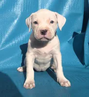"MEGAN FOX" WHITE  BLUE PATCHES , a female American Bully and American Pit Bull Terrier for sale in Newark, NJ – Photo 1 of 7