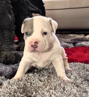 processed/e4b33b40-d850-4a89-9f27-8b690d5e0ec3/listing/bb8fc5b6-189f-4dda-80f3-a96817e07041/cecfe5ca-36e1-402c-965b-bc6261cd5fc6