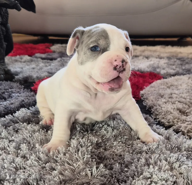 "WOLVERINE" WHITE MERLE