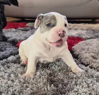 processed/e4b33b40-d850-4a89-9f27-8b690d5e0ec3/listing/bb8fc5b6-189f-4dda-80f3-a96817e07041/cf0f2ad3-986d-4202-93d3-ec33e0ec4014