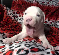 "MEGAN FOX" WHITE  BLUE PATCHES , a female American Bully and American Pit Bull Terrier for sale in Newark, NJ – Photo 1 of 10