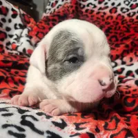 "BRAD PITT" WHITE  BLUE PATCHES , a male American Bully and American Pit Bull Terrier for sale in Newark, NJ – Photo 8 of 10