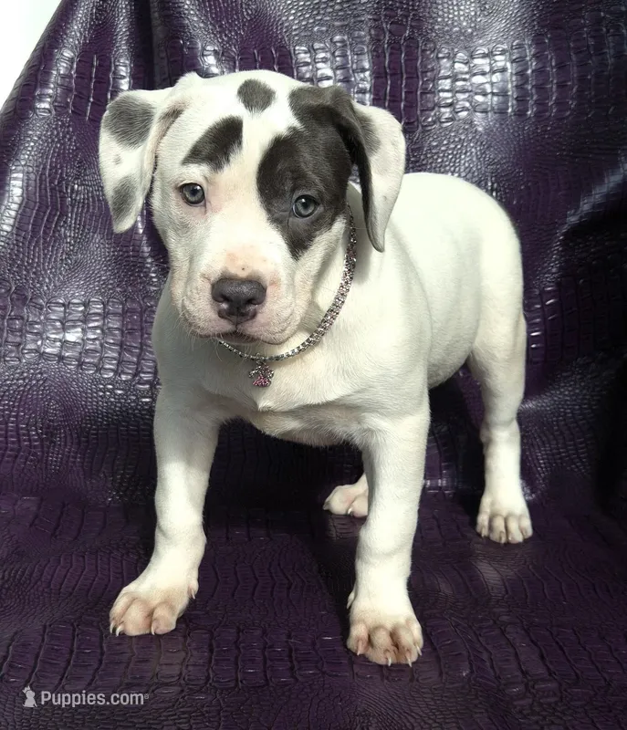 "HALLE BERRY" WHITE  BLUE PATCHES  – American Bully, American Pit Bull Terrier puppy for sale in Newark, NJ