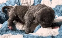 "BIGGIE SMALLZ" BLUE NOSE, a male American Bully and American Pit Bull Terrier for sale in Newark, NJ – 3 of 9