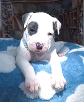 "THA ROCK" WHITE MERLE, a male American Bully for sale in Newark, NJ – 4 of 10