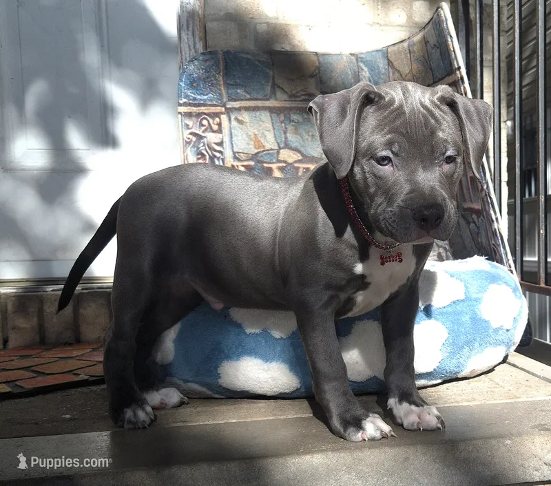 "DMX" (LAST 1) BLUE NOSE / BLUE EYES – American Bully, American Pit Bull Terrier puppy for sale in Newark, NJ