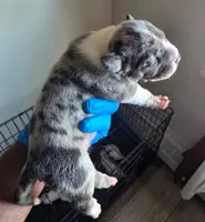 "AALIYAH" BLUE MERLE, a female American Bully for sale in Newark, NJ – 2 of 3