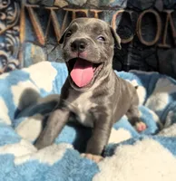 "DMX" BLUE NOSE / BLUE EYES, a male American Bully and American Pit Bull Terrier for sale in Newark, NJ – 3 of 10