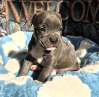 "DMX" BLUE NOSE / BLUE EYES, a male American Bully and American Pit Bull Terrier for sale in Newark, NJ – 8 of 10