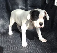 "SOFIA VERGARA", a male American Bully for sale in Newark, NJ – 3 of 10