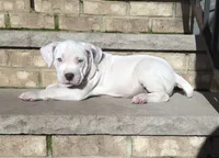 "MARILYN MONROE"  WHITE MERLE, a female American Bully and American Pit Bull Terrier for sale in Newark, NJ – 4 of 10