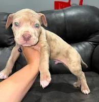 "LIL KIM" LILAC MERLE, a female American Bully and American Pit Bull Terrier for sale in Newark, NJ – 2 of 5