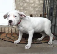 "HALLE BERRY"  WHITE MERLE, a female American Bully and American Pit Bull Terrier for sale in Newark, NJ – 2 of 8