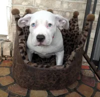 "HALLE BERRY"  WHITE MERLE, a female American Bully and American Pit Bull Terrier for sale in Newark, NJ – 3 of 8