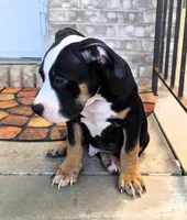 "BIGGIE SMALLZ" BLACK TRI, a female American Bully and American Pit Bull Terrier for sale in Newark, NJ – 7 of 7