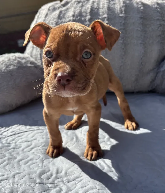"LUDARIS" LILAC QUAD MERLE – American Bully, American Pit Bull Terrier puppy for sale in Newark, NJ