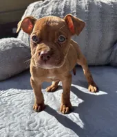 "LUDARIS" LILAC QUAD MERLE, a male American Bully and American Pit Bull Terrier for sale in Newark, NJ – 1 of 7