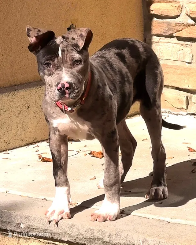 "SZA" BLUE MERLE BLUE EYES – American Bully puppy for sale in Newark, NJ