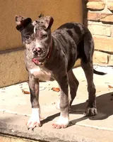 "SZA" BLUE MERLE BLUE EYES, a female American Bully for sale in Newark, NJ – 1 of 2