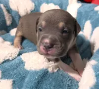 "MICHAEL JACKSON" BLUE NOSE TRI COLOR, a male American Bully and American Pit Bull Terrier for sale in Newark, NJ – 2 of 9