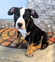 "BIGGIE SMALLZ" BLACK TRI, a female American Bully and American Pit Bull Terrier for sale in Newark, NJ – 1 of 7