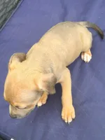 "AALIYAH"  LILAC TRI COLOR, a female American Bully and American Pit Bull Terrier for sale in Newark, NJ – 6 of 7