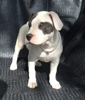 "SOFIA VERGARA", a male American Bully for sale in Newark, NJ – 5 of 10