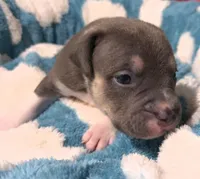 "MICHAEL JACKSON" BLUE NOSE TRI COLOR, a male American Bully and American Pit Bull Terrier for sale in Newark, NJ – 6 of 9