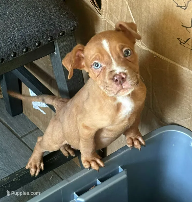 "LUDARIS" LILAC TRI MERLE – American Bully, American Pit Bull Terrier puppy for sale in Newark, NJ