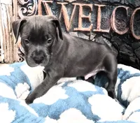 "DMX" (LAST 1) BLUE NOSE / BLUE EYES, a male American Bully and American Pit Bull Terrier for sale in Newark, NJ – 5 of 9
