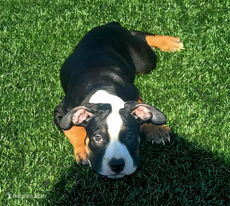 "ICE CUBE" BLACK TRI – American Bully, American Pit Bull Terrier puppy for sale in Newark, NJ