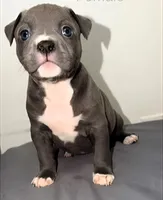 "AALIYAH", a female American Bully and American Pit Bull Terrier for sale in Newark, NJ – 9 of 10