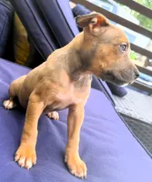 "AALIYAH"  LILAC TRI COLOR, a female American Bully and American Pit Bull Terrier for sale in Newark, NJ – 2 of 7