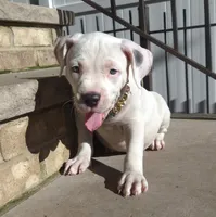 "MARILYN MONROE"  WHITE MERLE, a female American Bully and American Pit Bull Terrier for sale in Newark, NJ – 3 of 10