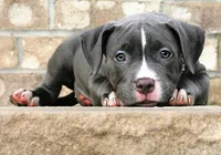 "AALIYAH" BLUE NOSE, a female American Bully for sale in Newark, NJ – 3 of 7
