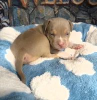 "AL B SURE" UKC REGISTERED, a male American Bully for sale in Newark, NJ – 6 of 10