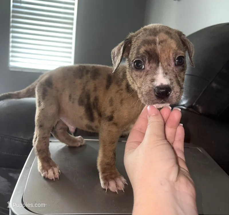 "AL B SURE" LILAC MERLE – American Bully, American Pit Bull Terrier puppy for sale in Newark, NJ
