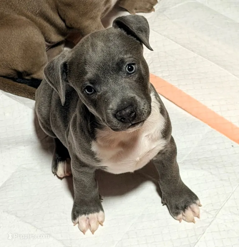 "AALIYAH"  BLUE NOSE – American Bully, American Pit Bull Terrier puppy for sale in Newark, NJ
