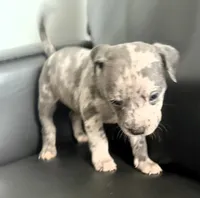 "50 CENT" BLUE MERLE, a male American Bully for sale in Newark, NJ – 5 of 7