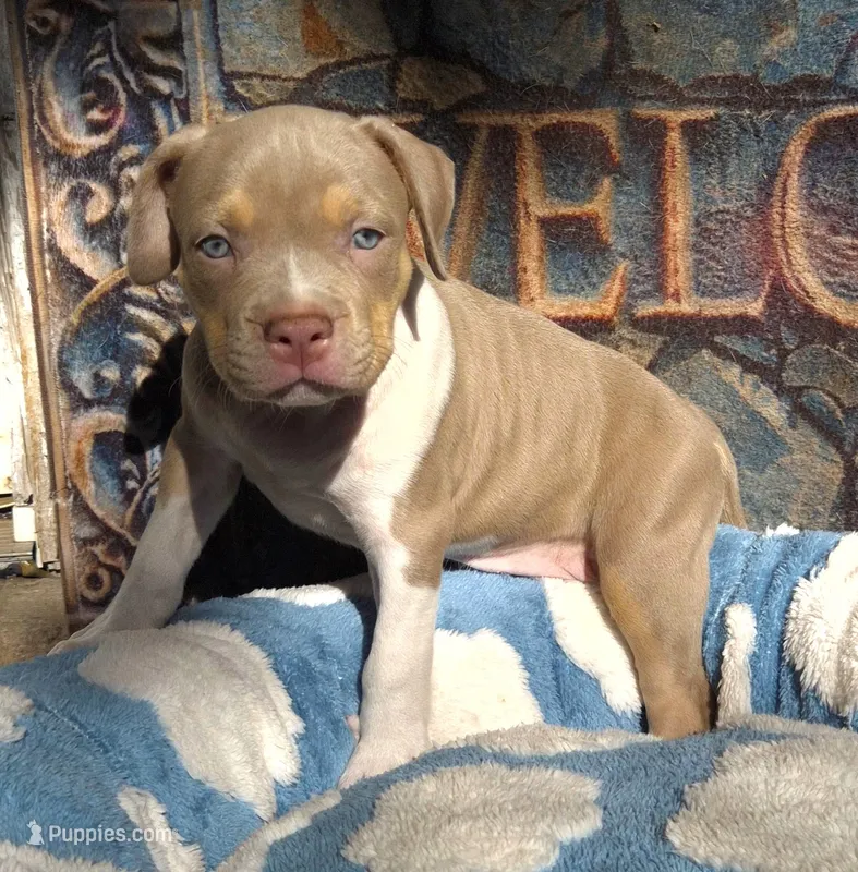 "AL B SURE" UKC REGISTERED – American Bully puppy for sale in Newark, NJ