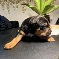 "LUDACRIS", a male American Bully and Cane Corso for sale in Newark, NJ – Photo 2 of 7