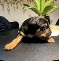 "LUDACRIS", a male American Bully and Cane Corso for sale in New York, NY – Photo 2 of 7