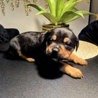 "LUDACRIS", a male American Bully and Cane Corso for sale in Newark, NJ – Photo 6 of 7